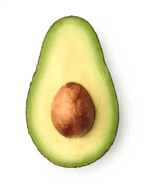 High Quality Feurte/hass/zutano/reed/avocado