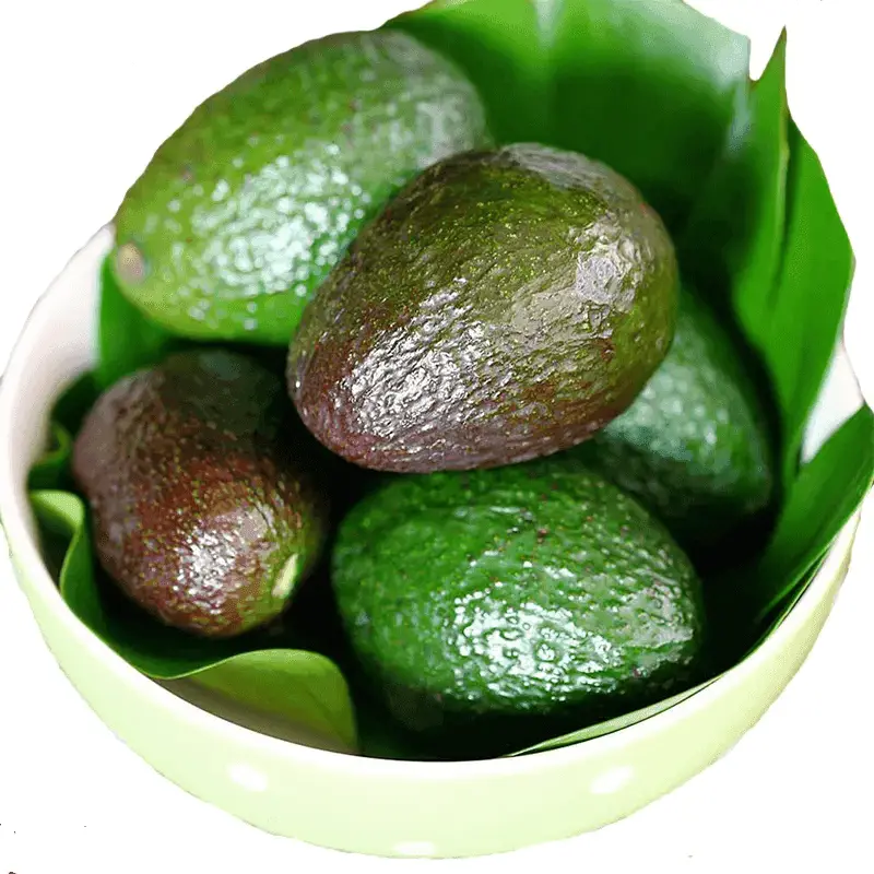 High Quality Wholesale Fresh Avocado