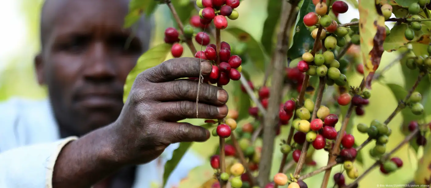 Africa coffee