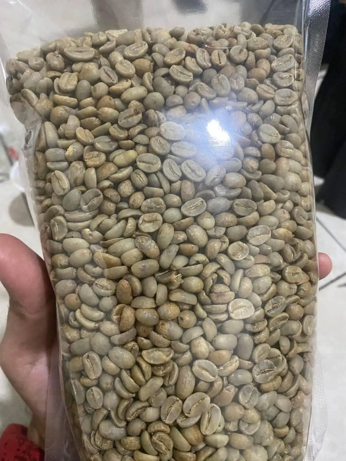 Dried Green Arabica Coffee Beans Ready