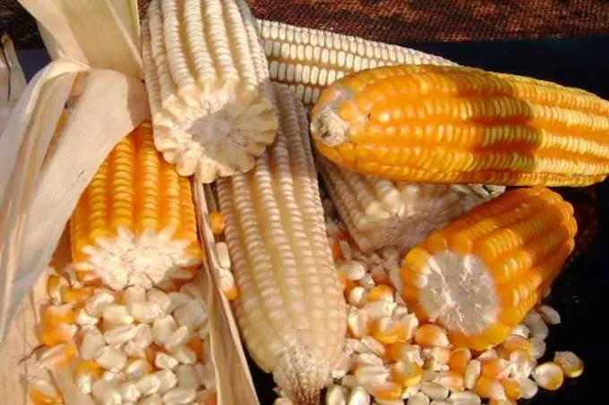 Yellow Corn GMO