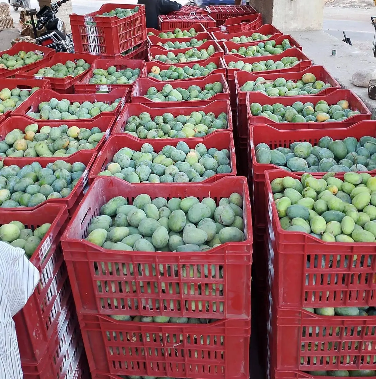 MANGO