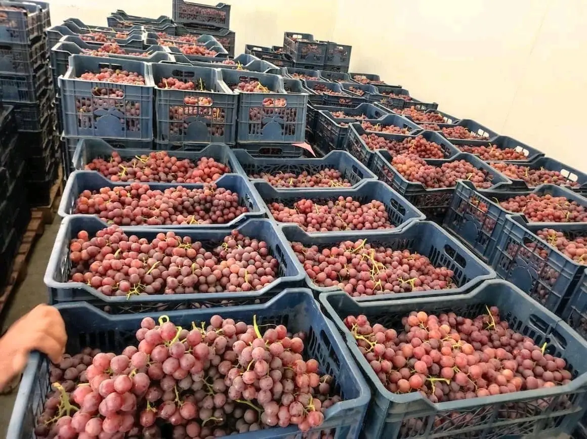 Red Globe Grapes
