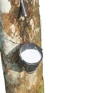 Natural-Rubber-Latex
