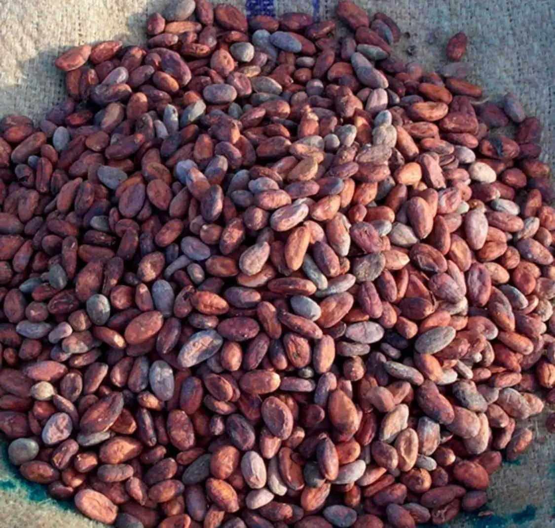 cocoa