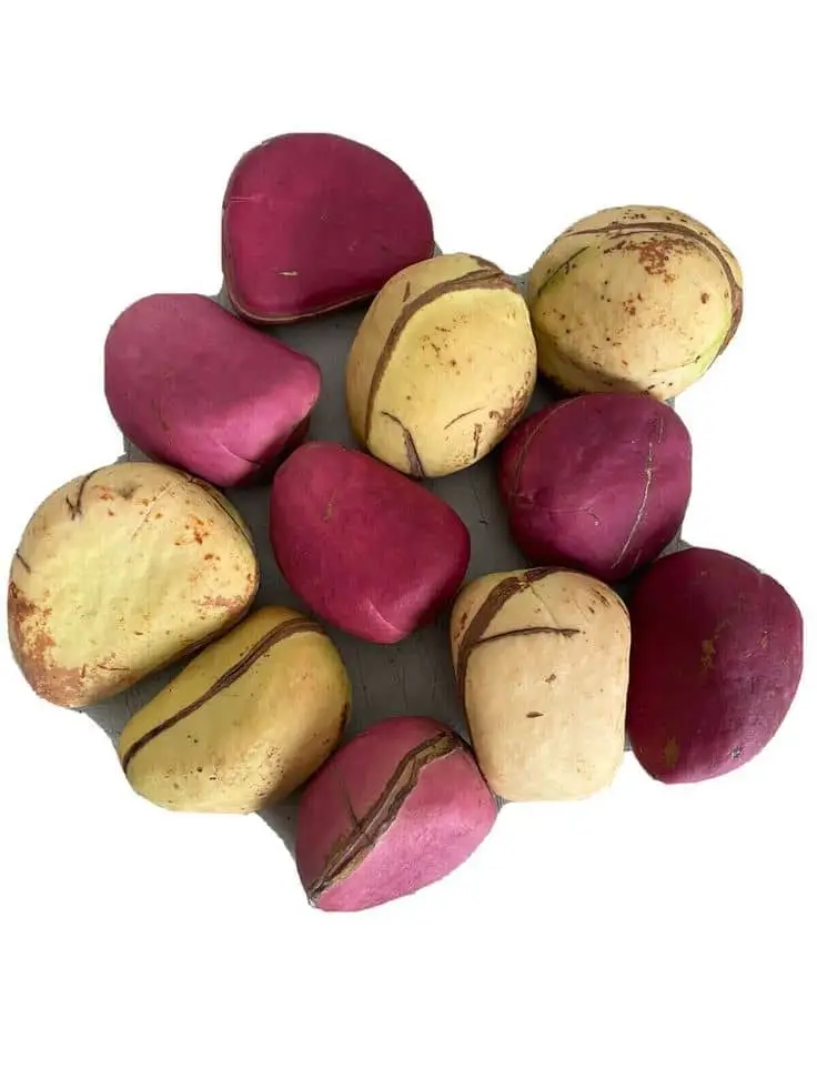 Kola Nut