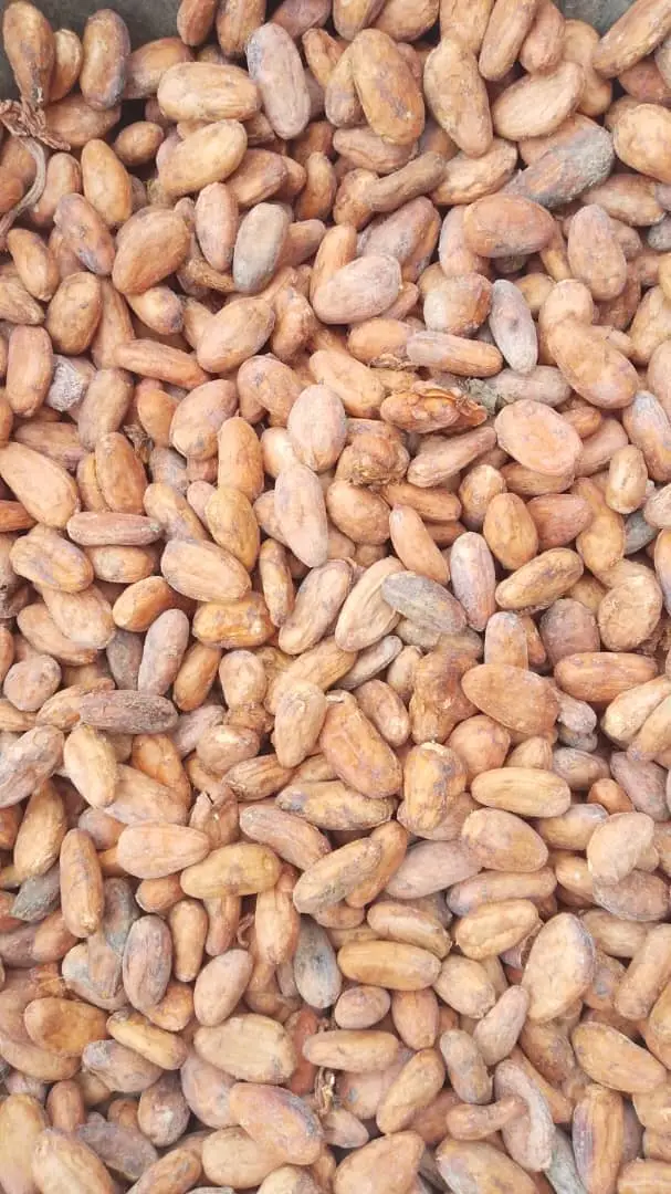Cocoa bean