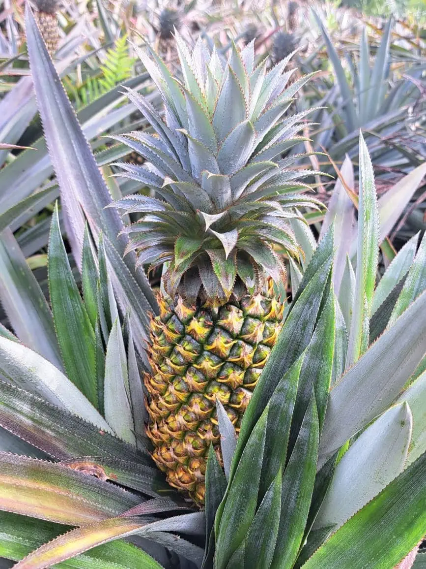 Queen Pineapple