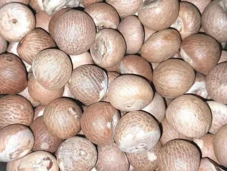 Arecanut Betel Nut Supari