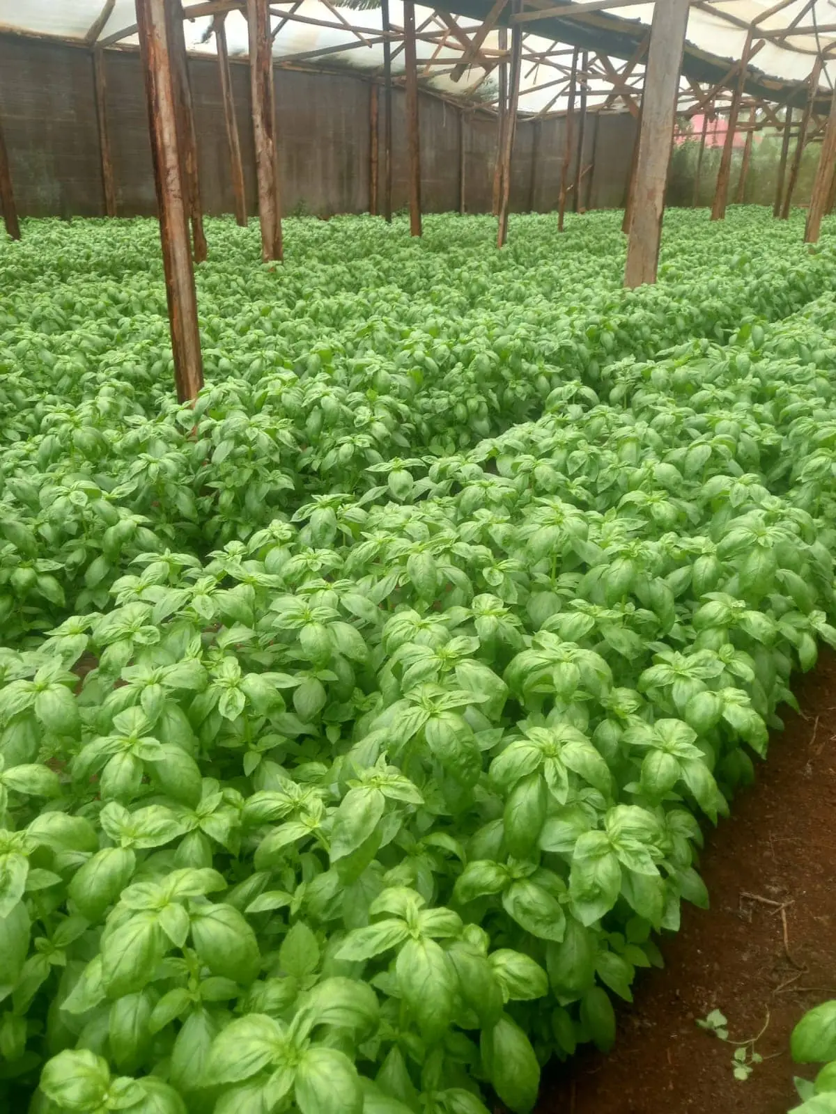 Herbs