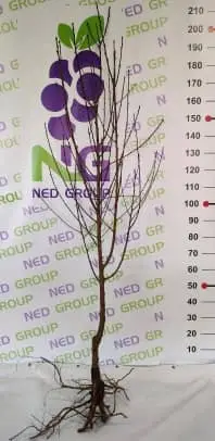NECTARINE