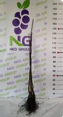 WALNUT NON-GRAFTED