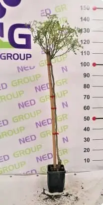 COLUMN ROSE