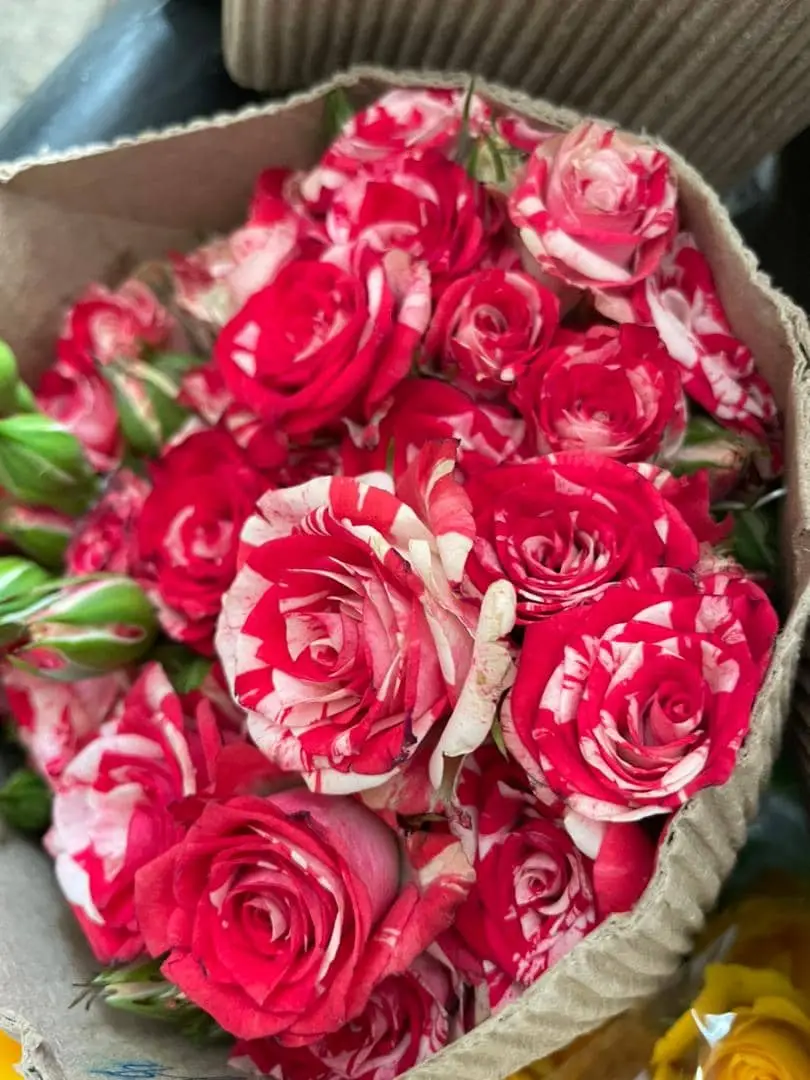 Fresh cut flowers