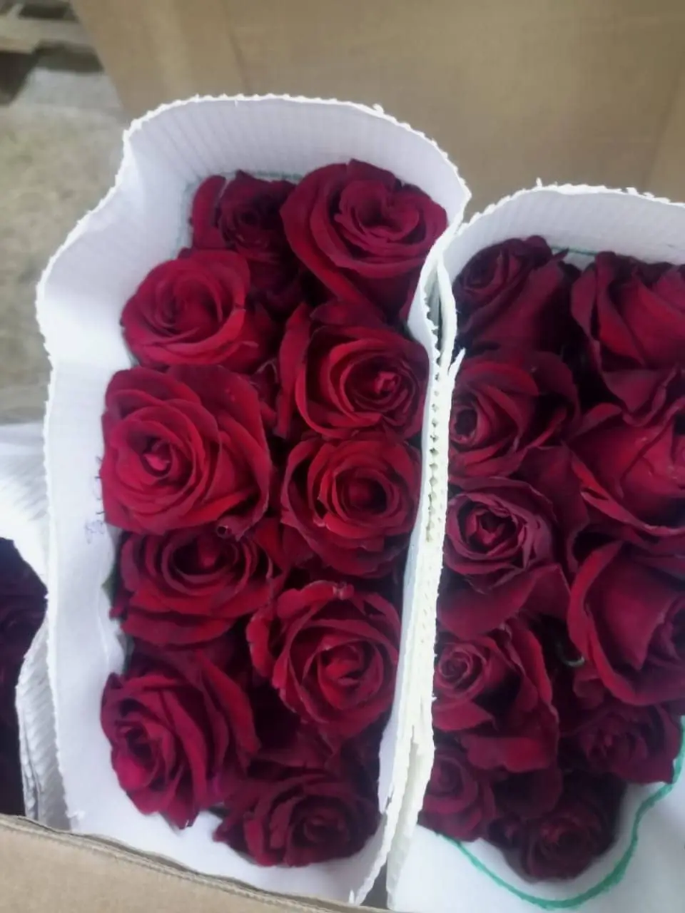 Roses