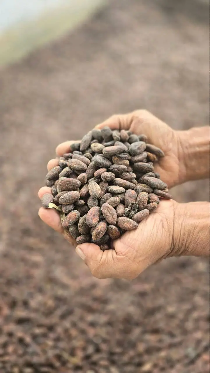 Sueno de Ecuador – Premium Cocoa from the Heart of Ecuador