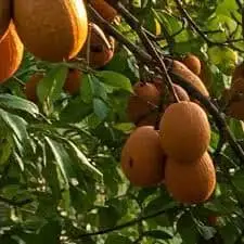 Tonka bean tree