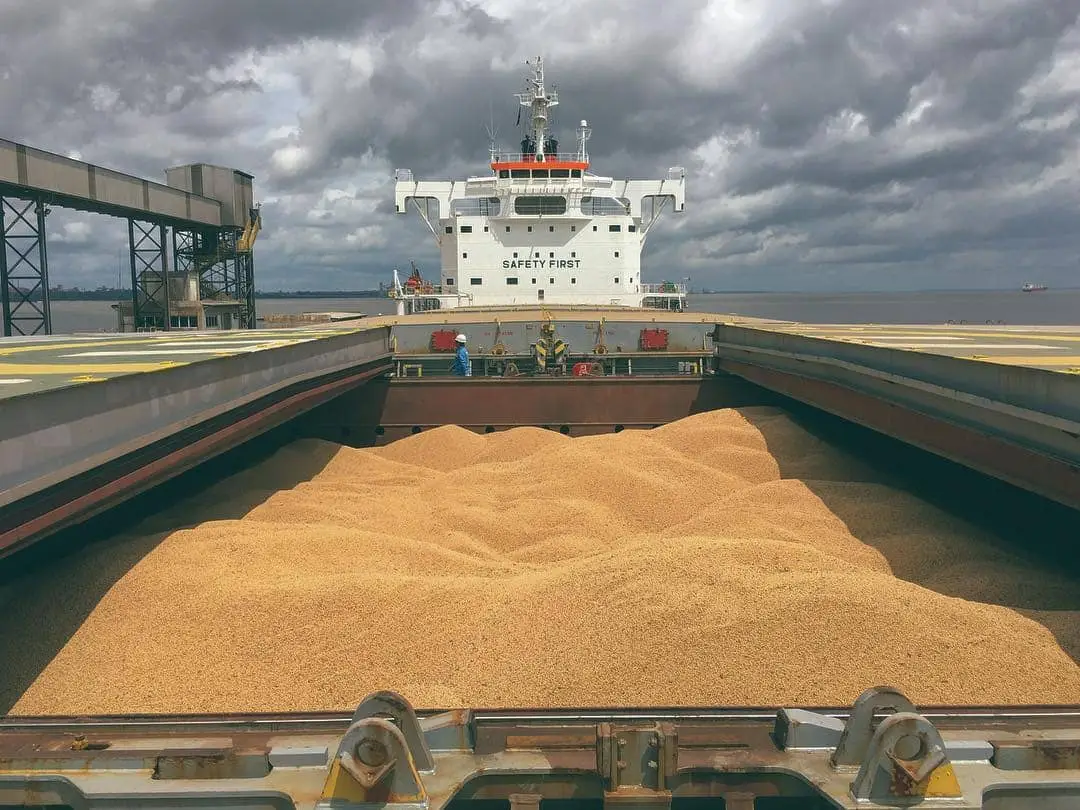 soybeans