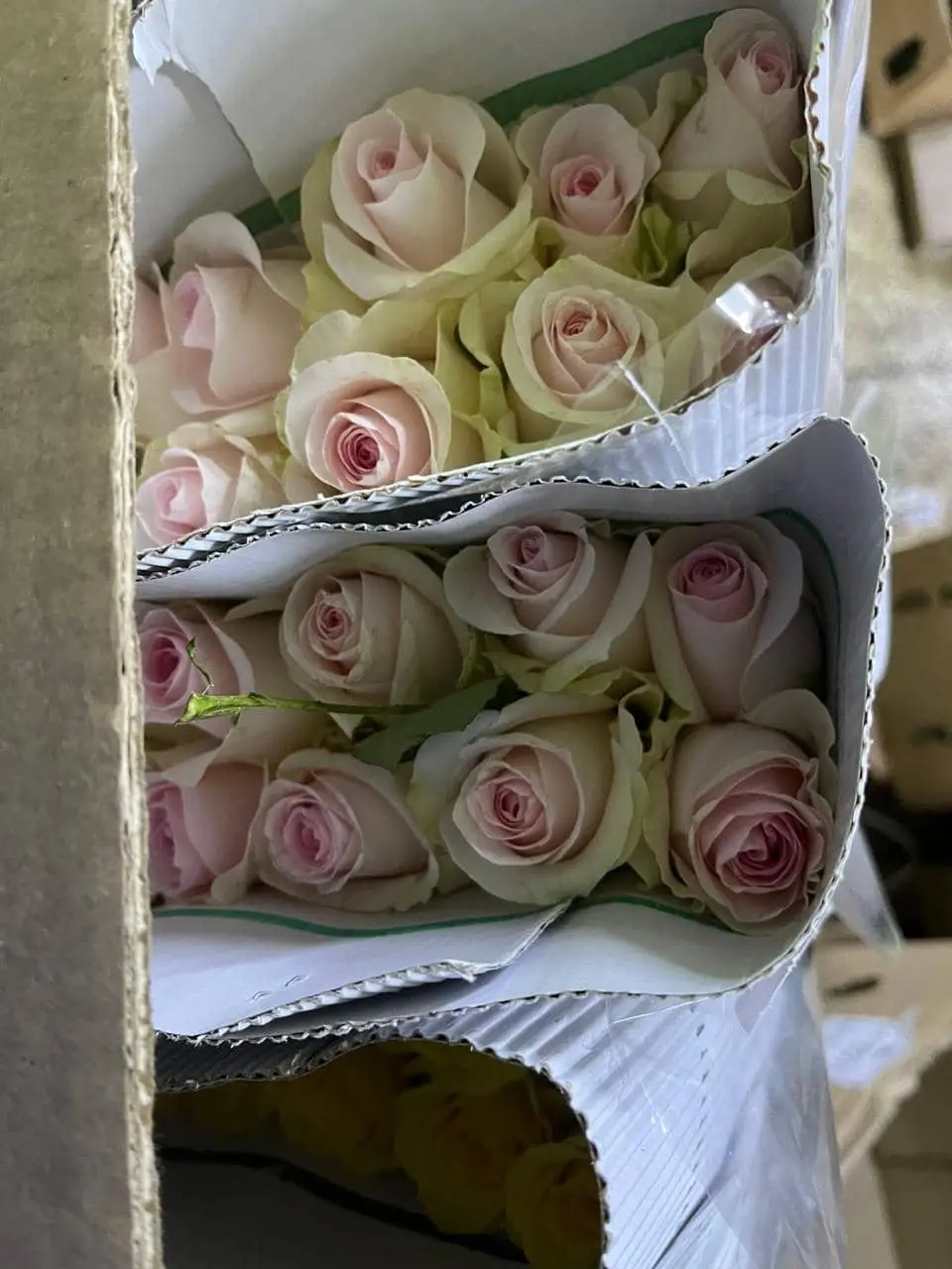 Pink Rose