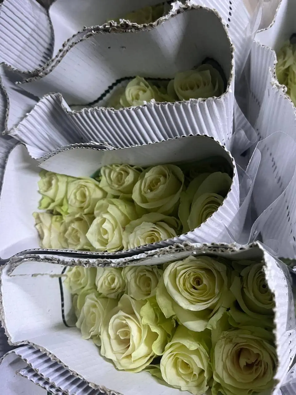 White Rose