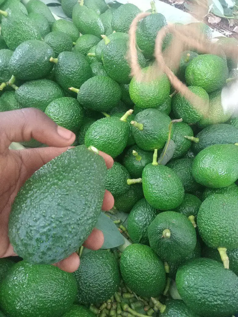 Avocado