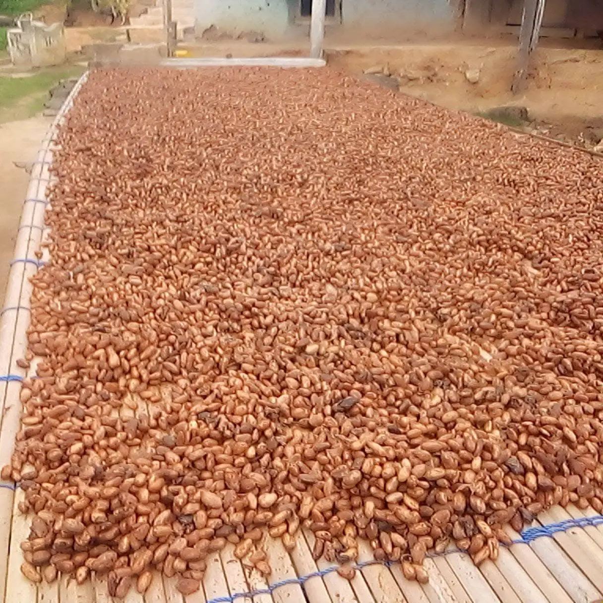 Cocoa