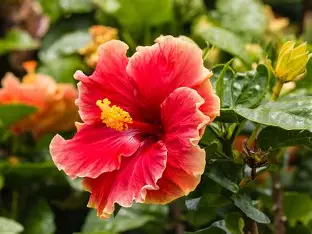 hibiscus