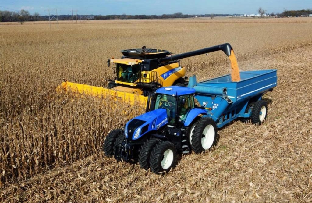 PREMIUM WHEAT GRAIN