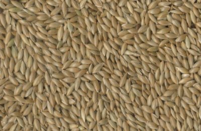 BIRD SEEDS