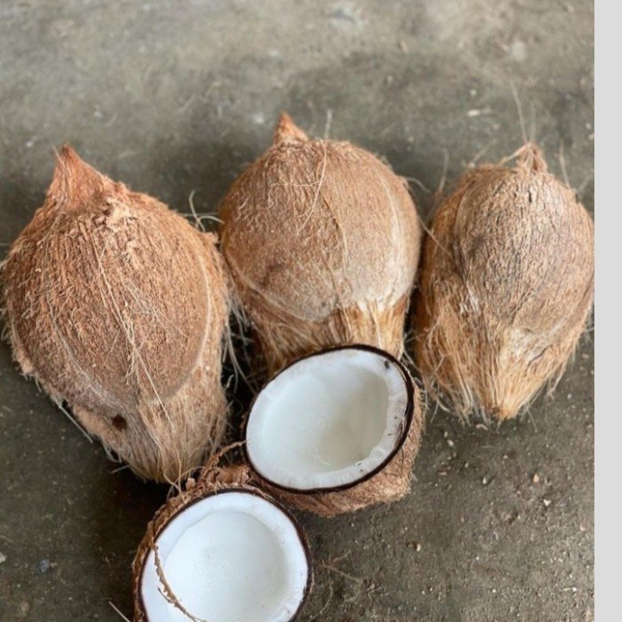 Semi Husked Coconut (Mature)