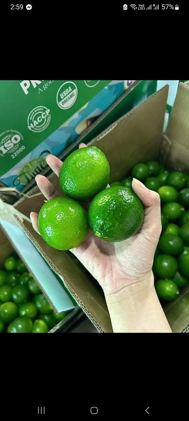 SEEDLESS LIME