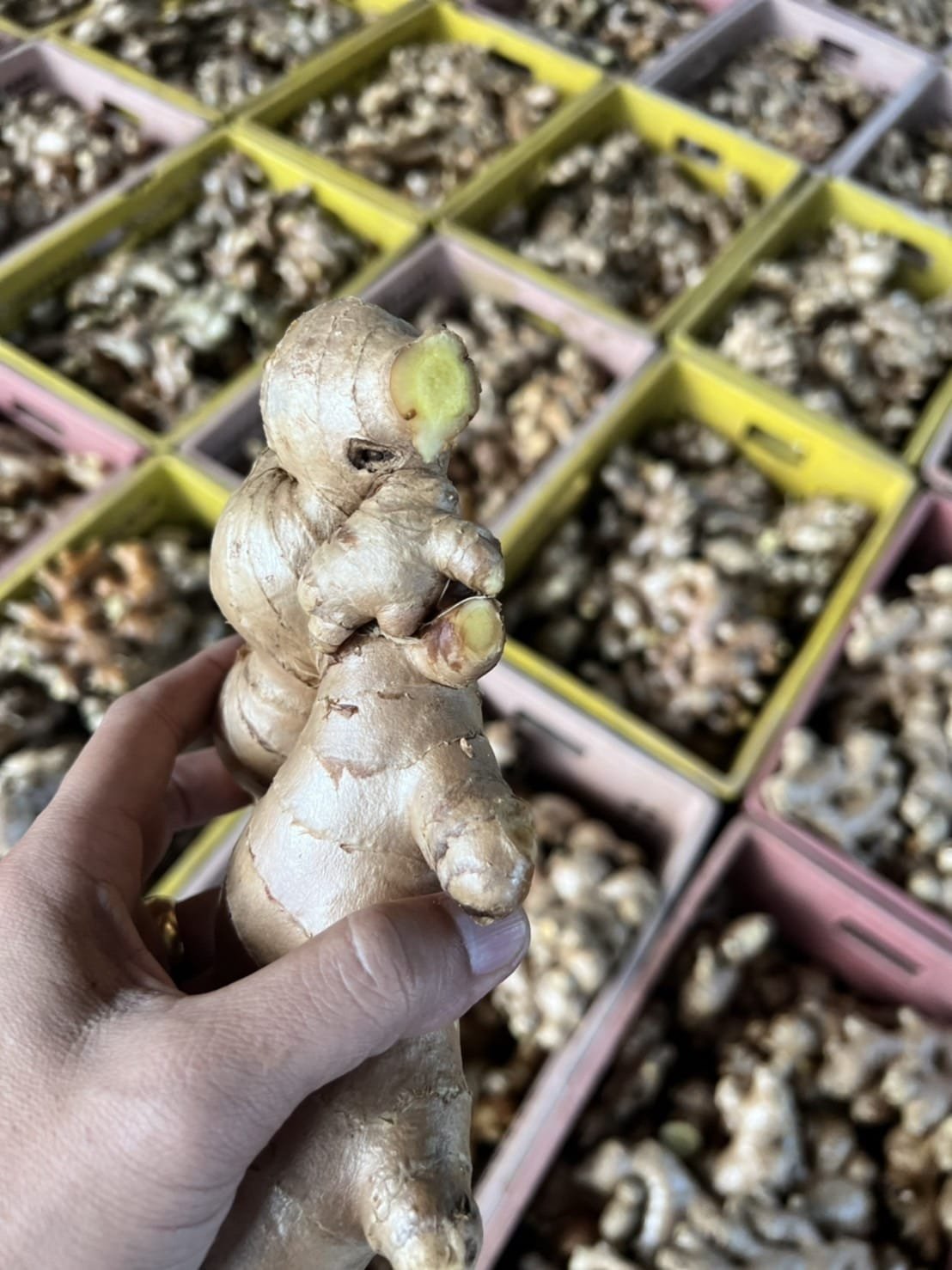 FRESH GINGER