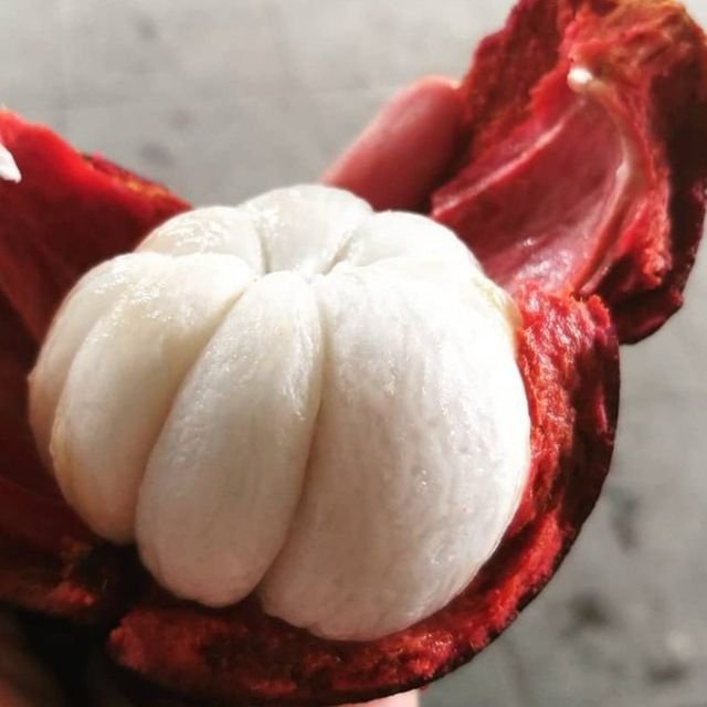 MANGOSTEEN