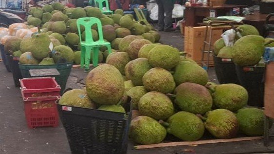 JACK FRUIT