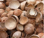 Coconut Shell