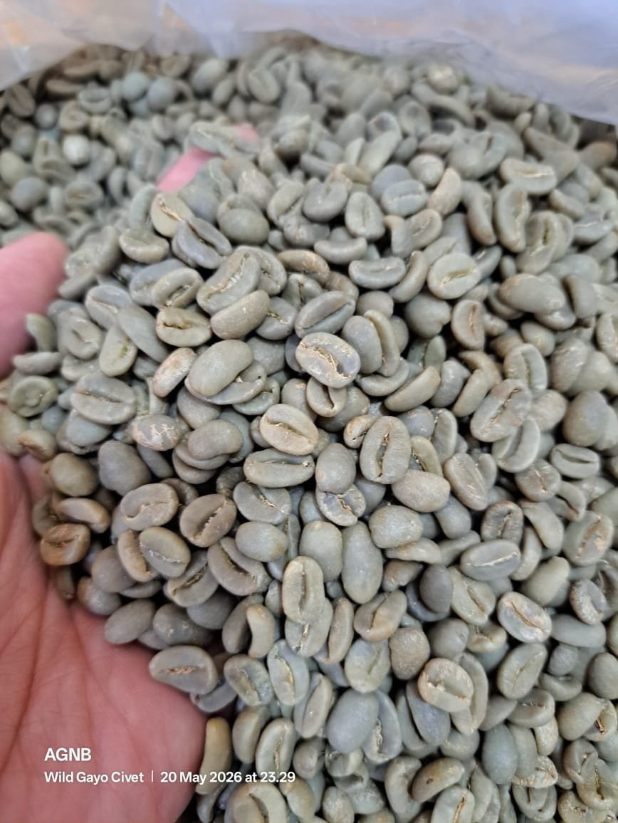 Premium Wild Gayo Luwak Coffee – Rare Indonesian Specialty
