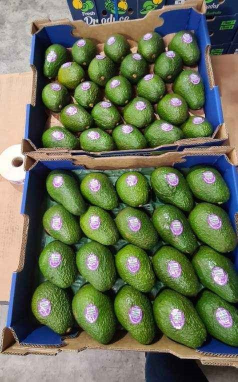 Organic Avocado trays (28 count) JKT