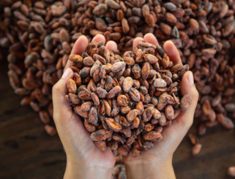 Cocoa Beans
