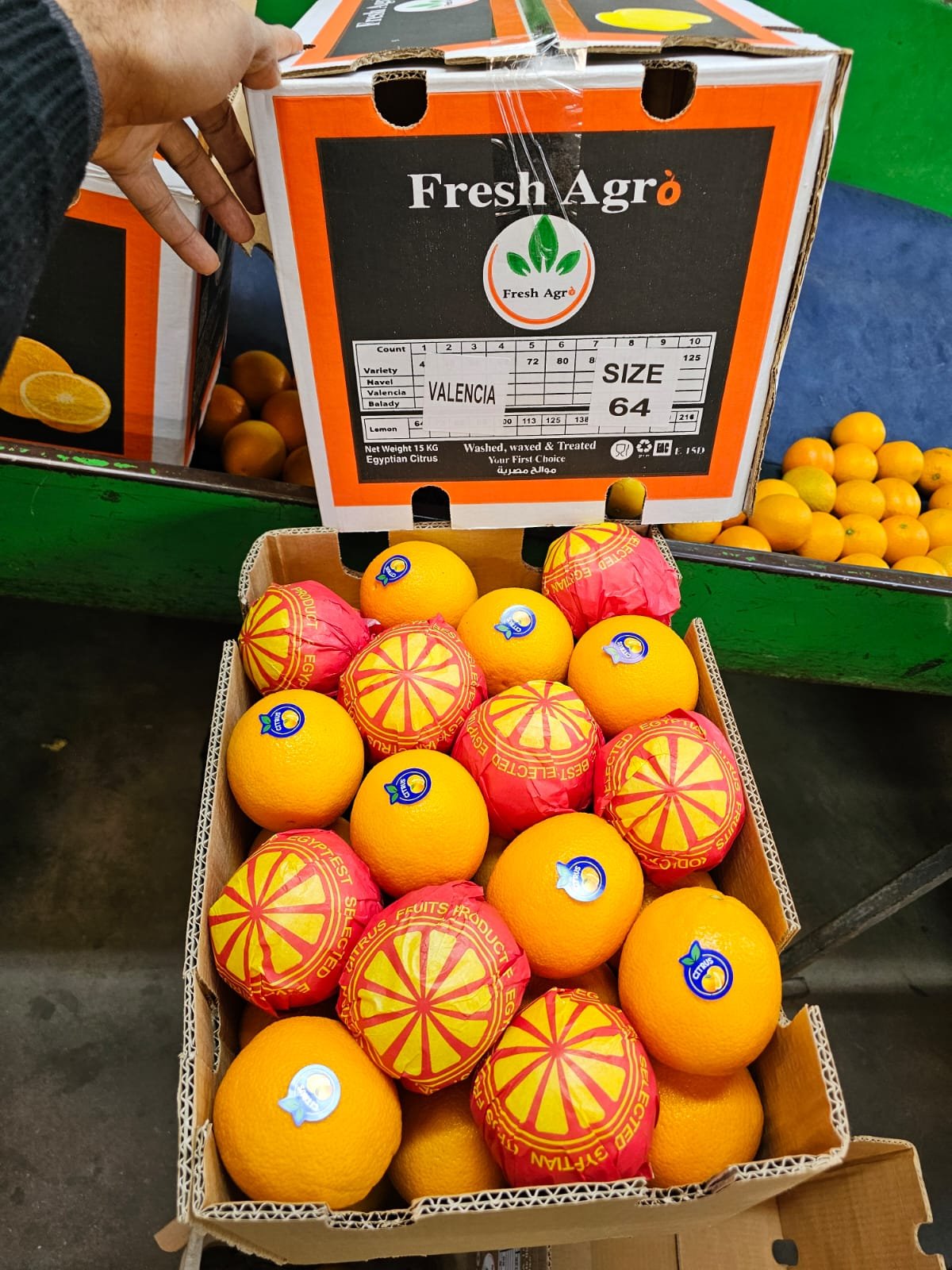Premium Egyptian Valencia Oranges – Fresh Export Quality