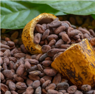 cocoa Beans