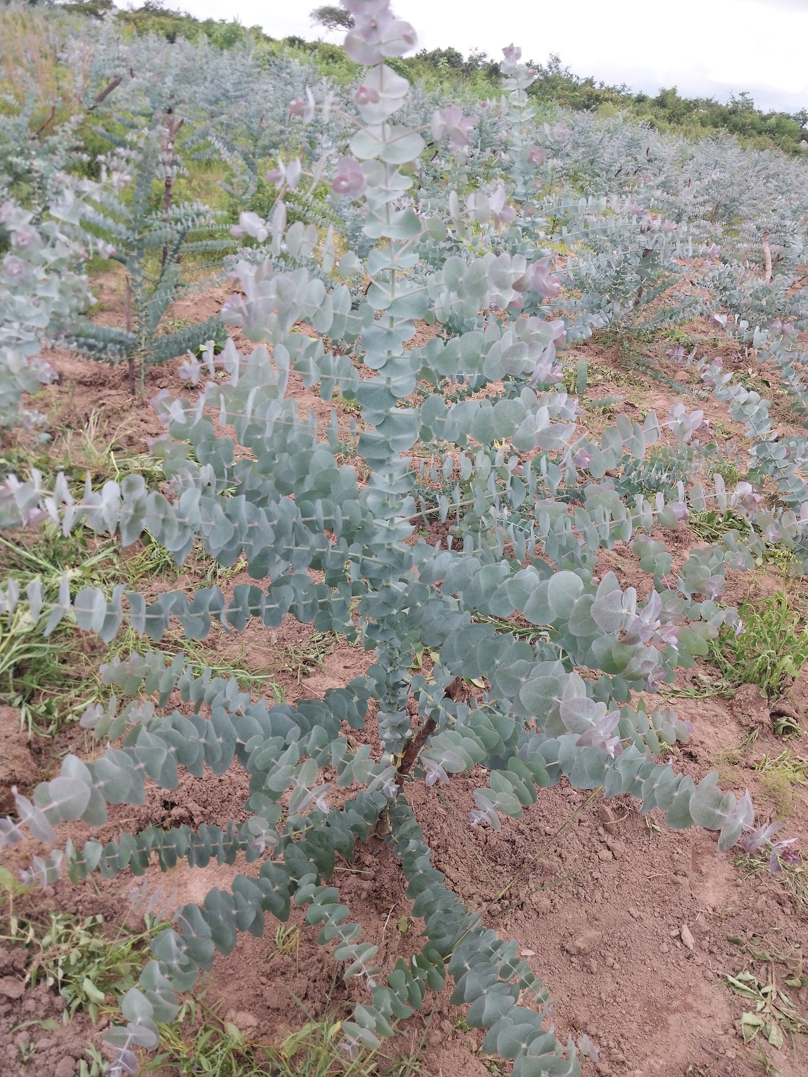Eucalyptus cinerea