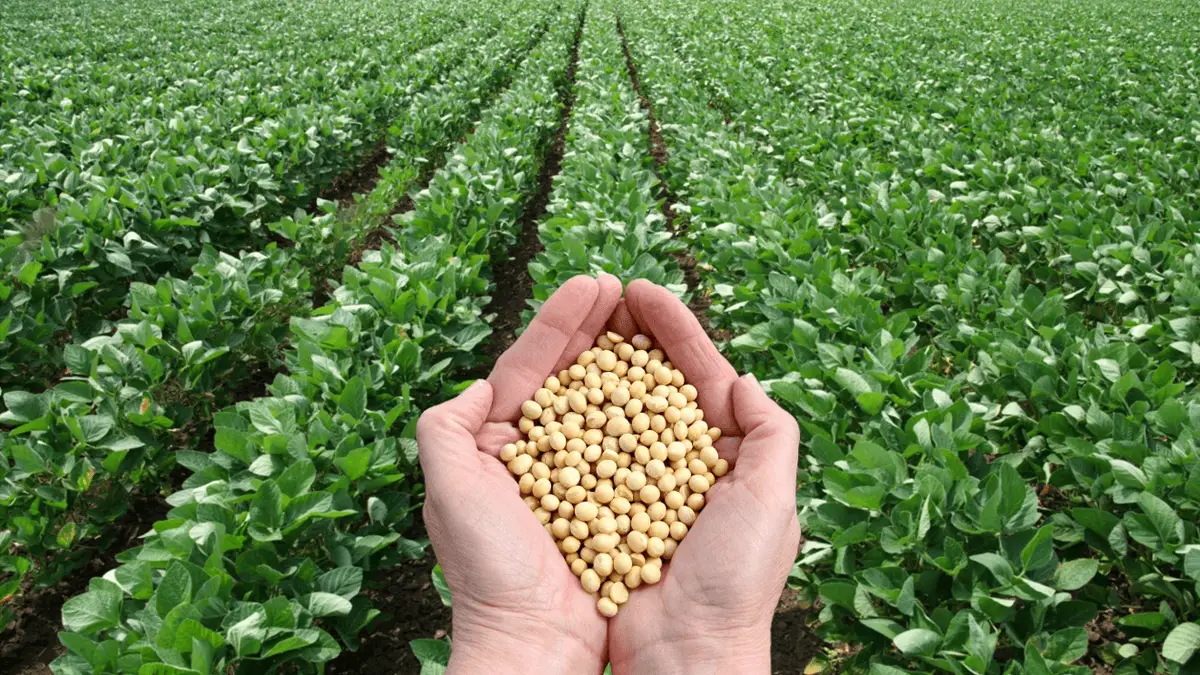 Soya beans