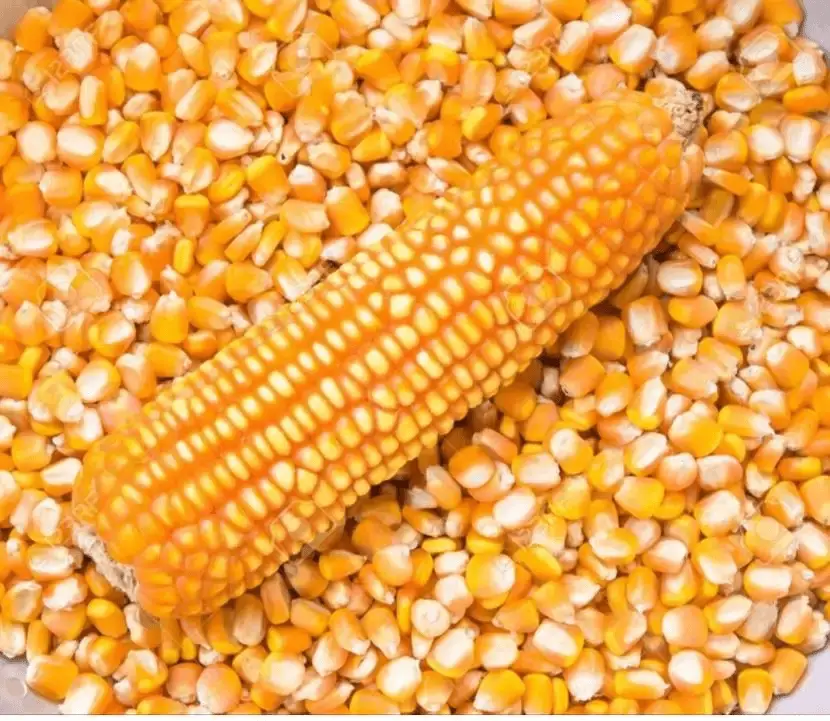 High Quality Corn