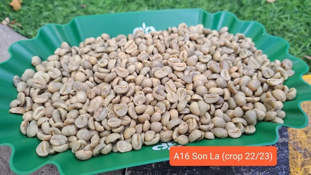 Arabica Washed