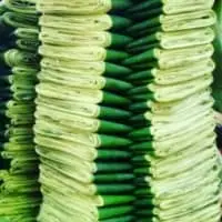 Banana Leaf