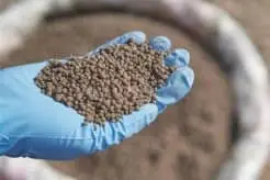 Dap Fertilizer