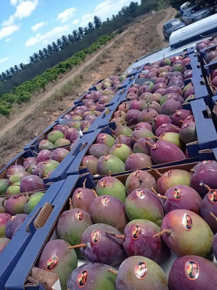 FRESH MANGO