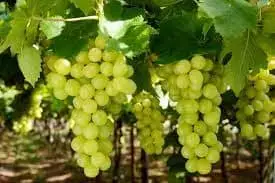 Grapes