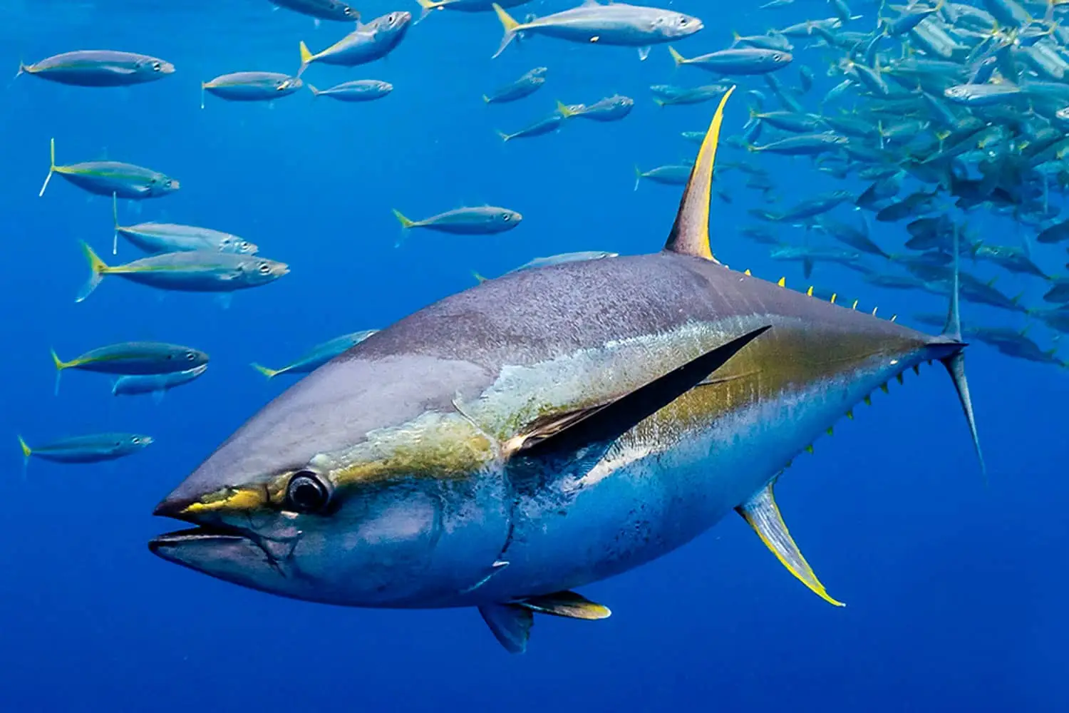 Canned Tuna