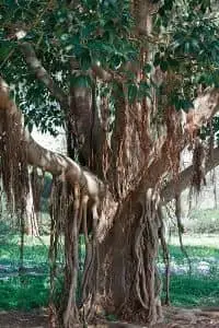 Baragad Tree